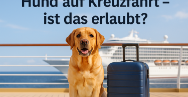 Hund Kreuzfahrt erlaubt? Welche Reedereien nehmen Hunde mit?